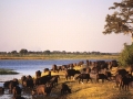 botswana6