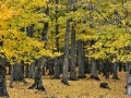 canada-0005