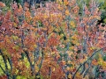 canada-0008