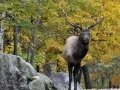 canada-0017