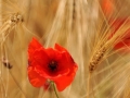 coquelicot-solitaire