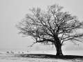 nonant-du-pin-sous-la-neige-nb