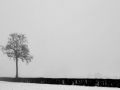 pays-d-auge-sous-la-neige-nb