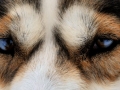 Droitdanslesyeux