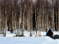 Lisieredeforet