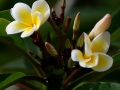 nature1