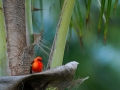 nature2