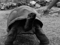 turtle1