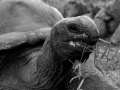 turtle2