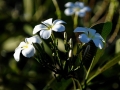 ploynesie-autres-0016