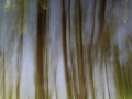 Arbres en file